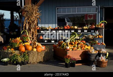 Zucche d'arancia e altre zucche e zucche in mostra presso un mercato agricolo sull'isola di Vancouver, British Columbia, Canada. Foto Stock