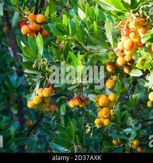Frutti rossi, arance e gialli di fragola in autunno (ottobre) con luce laterale nel tardo pomeriggio. Foto Stock