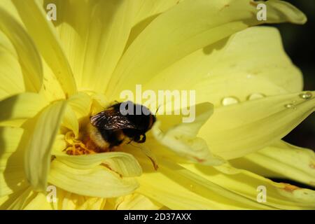 Simbiosi Bumblebee e fiore giallo Foto Stock