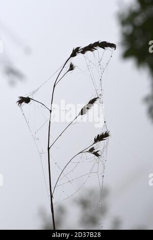 Un gambo di erba morta e semi coperti da un ragno il web è scolpito contro il cielo Foto Stock