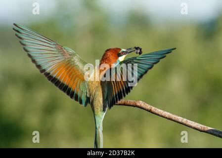 Vitale europeo ape-Eater, merops apiaster, atterraggio con ali aperte in tutta la natura estiva. Foto Stock