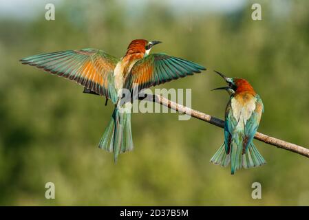 Vitale europeo ape-Eater, merops apiaster, atterraggio con ali aperte in tutta la natura estiva. Foto Stock