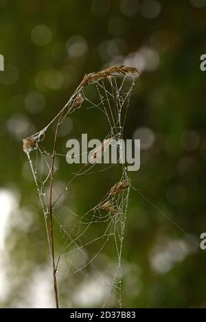 Un gambo di erba morta e semi coperti da un ragno il web è silhouetted contro la foresta Foto Stock