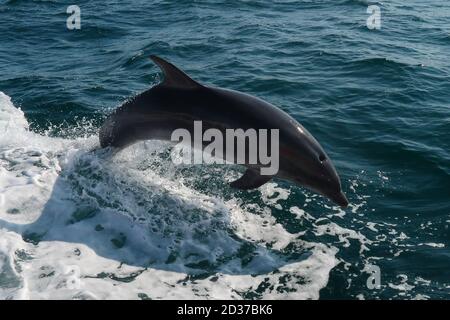 Delfini nuotare fuori Weymouth e Portland. Foto Stock