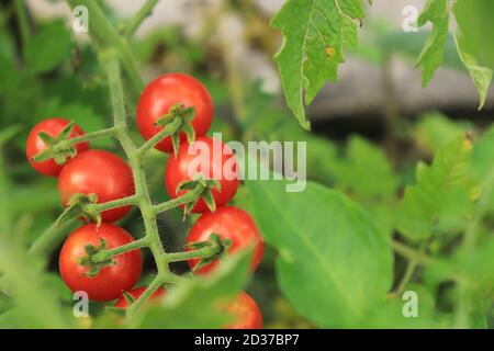 Pomodori ciliegini nel lat giardino. Solanum lycopersicum var. Cerasiforme Foto Stock