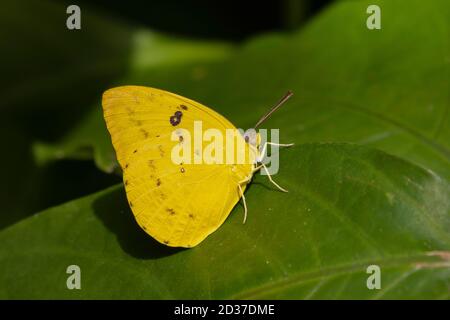 Una farfalla australiana di Limone Migrant maschile poggiata su una foglia alla luce del sole Foto Stock