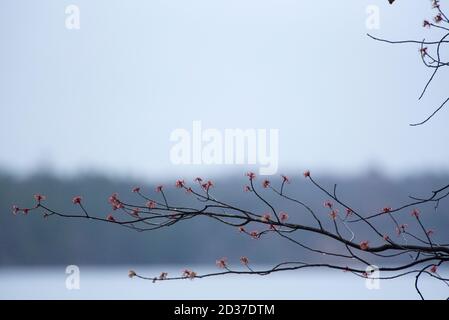 L'acero dello zucchero in fiore, contro una nebbia di mattina presto, sopra che guarda un lago in primavera presto. Ontario settentrionale, Canada. Foto Stock