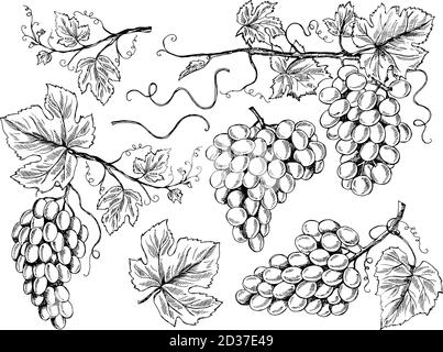 Grappolo. Immagini floreali uva da vino con foglie e tendini vigneto incisione vettoriale illustrazioni disegnate a mano Illustrazione Vettoriale