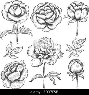 Peonie disegnate a mano. Disegno giardino floreale di fiori boccioli e foglie raccolta vettoriale di peonie Illustrazione Vettoriale