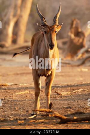 Common Eland - Taurotragus oryx anche il sud o eland eland antilopi, savana e pianure antelope trovati in Africa orientale e meridionale, famiglia Bovi Foto Stock