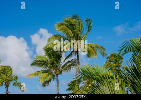 Palme da cocco sull'isola di Kauai, Hawaii, Stati Uniti. Foto Stock