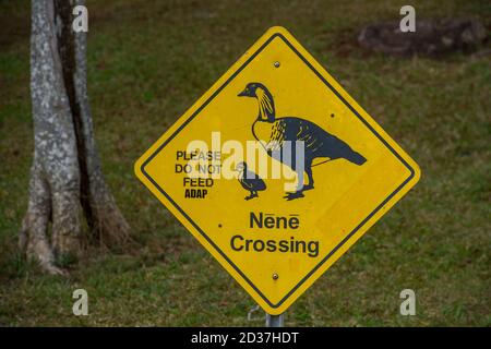 Nene (Oca hawaiana) segnale di attraversamento nel Waimea Canyon state Park vicino a Waimea sull'Isola di Kauai, Hawaii, USA. Foto Stock