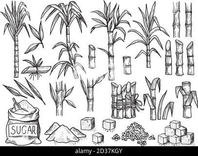 Pianta di zucchero. Agricoltura produzione di piantagione di canna da zucchero vettore raccolta disegnata a mano Illustrazione Vettoriale