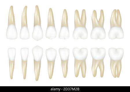 Tipo dente. Stomatologia medico dentista realistico bianco dente vettore illustrazioni Illustrazione Vettoriale