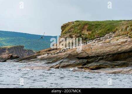 Cormorani a doppia crestata (Phalacrocorax auritus) su una piccola isola di uccelli nel Golfo di San Lorenzo vicino a Isola di Capo Breton, Nuova Scozia, Canada. Foto Stock
