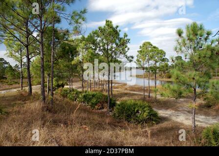 Fred C. Babcock/Cecil M. Webb Wildlife Management Area, Charlotte County, Florida, vicino a Punta Gorda; Florida naturale vicino alla comunità Babcock Ranch Foto Stock