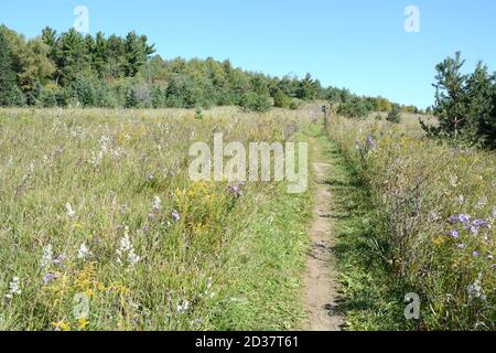 Il percorso escursionistico Bruce Trail attraversa un'area di erba e fiori selvatici nel Boyne Valley Provincial Park, Ontario, Canada. Foto Stock