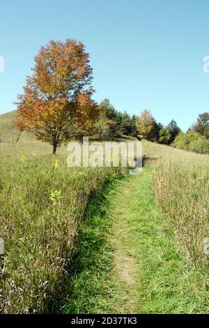 Il percorso escursionistico Bruce Trail attraversa un'area di erba e fiori selvatici nel Boyne Valley Provincial Park, Ontario, Canada. Foto Stock