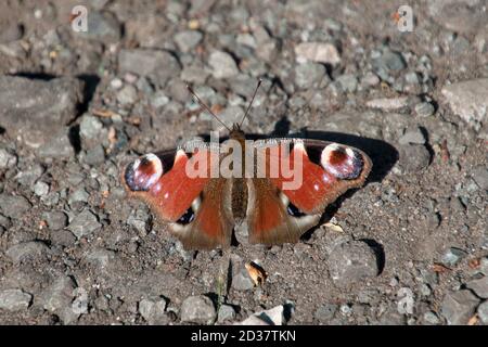 Peacock farfalla, Inachis (Aglais) Io, su un sentiero, Didsbury, Manchester, Regno Unito Foto Stock