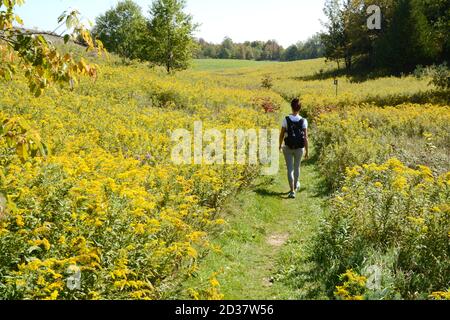 Una donna solista che cammina attraverso un campo di fiori selvatici di oro (solidago) sul Bruce Trail nel Boyne Valley Provincial Park, Ontario, Canada. Foto Stock