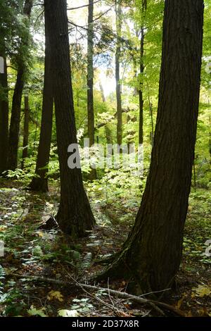 Colori autunnali in una foresta mista di conifere e decidui nel Killarney Provincial Park, Ontario, Canada. Foto Stock