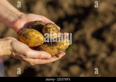 Primo piano di patate fresche in mani di mans - perfetto per lo sfondo Foto Stock