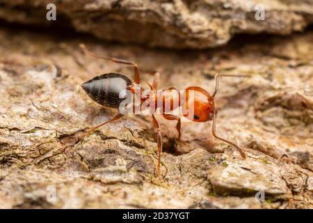 Acrobat ANT (Crematogaster laeviuscola) Foto Stock