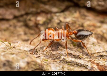 Acrobat ANT (Crematogaster laeviuscola) Foto Stock