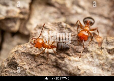 Acrobat Ants (Crematogaster laeviuscola) Foto Stock