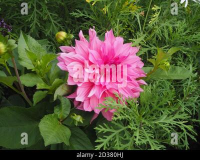 Chenies Manor giardino nel mese di settembre. Particolare di una bella rosa Dahlia 'Cafe au Lait Rose' fiore tra fogliame. Foto Stock