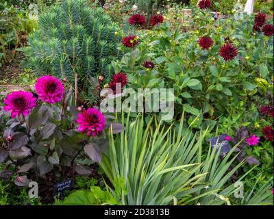 Chenies Manor Sunken giardino Dahlia confine nel mese di settembre; varietà, Dahlia 'fiamma viola', Dahlia 'Chat Noir' con varie foglie erbacee. Foto Stock