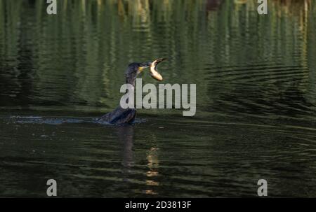 Un cormorano (UK) che cattura un pesce. Foto Stock