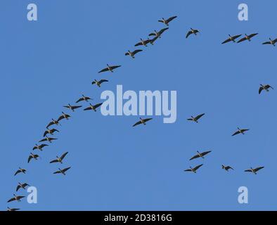 Un gregge di oche a piedi rosa in volo in una formazione a "V". Foto Stock