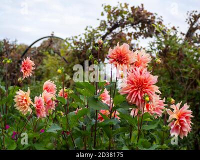 Chenies Manor giardini nel mese di settembre. Decorativo Labirinto Dahlia incorniciato dai vitigni sugli archi. Splendidi grandi fiori di arancio rosa. Foto Stock