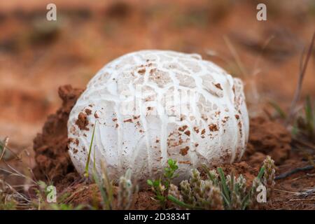 Westerm Puffball gigante (Calvatia booniana) Questo funghi è stato trovato in sud Utah sagebrush appartamenti area dopo un pesante getto d'acqua Foto Stock