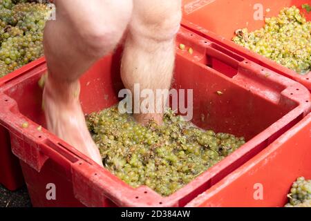 L'uomo a piedi nudi batte sulle uve dopo la vendemmia stagionale Foto Stock