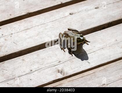 Primo piano di una rana seduta su un molo di legno sotto il sole. Foto Stock