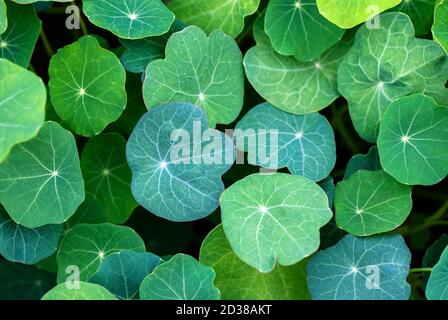 foglie di nasturzio di diversi toni verdi, fondo vegetale naturale Foto Stock