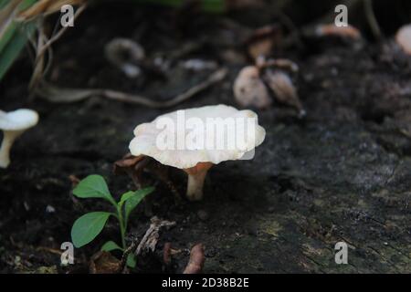 fungo bianco che cresce su legno di albero. funghi selvatici velenosi Foto Stock