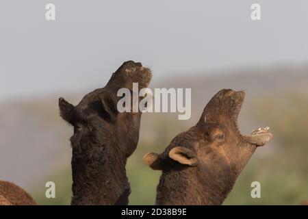 Ritratto laterale di due cammelli con la testa rivolta verso l'alto e bocca aperta Foto Stock