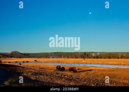 Bisonte americano sotto la luna piena, Hayden Valley, Yellowstone National Park, Wyoming, Stati Uniti Foto Stock