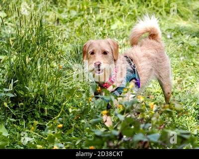 Mini Labradoodle cane in piedi in erba, un mix di poodle giocattolo e laboratorio giallo. Cucciolo, animale domestico, animale. Foto Stock