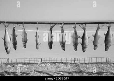 Immagine di pesci appena catturati legati e impiccati a. asciutto per la conservazione vicino alla costa della spiaggia Foto Stock