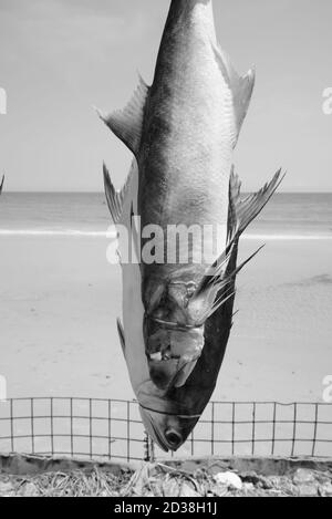 Primo piano di pesci appena pescati legati e impiccati da asciugare per la conservazione vicino alla costa della spiaggia Foto Stock