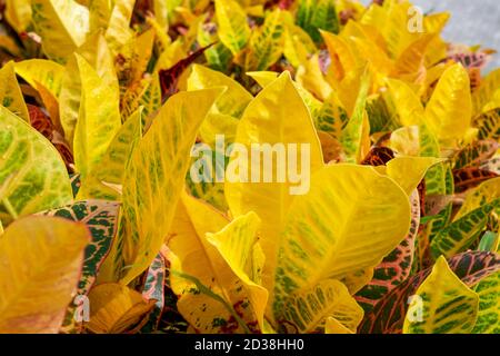 Foglie variegate di colore giallo lussureggiante primo piano Foto Stock