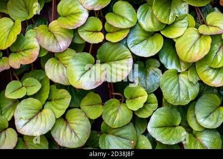 Denso sfondo verde foglia modello - Asheville, Carolina del Nord, Stati Uniti Foto Stock