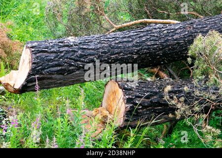 tronchi di alberi caduti si trovano nella foresta Foto Stock
