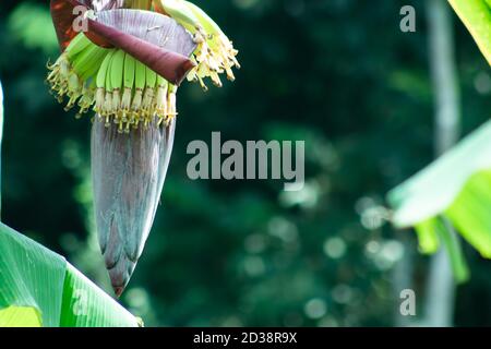 Un bel fiore conico o banana o una mocha Kolar accanto la strada Foto Stock