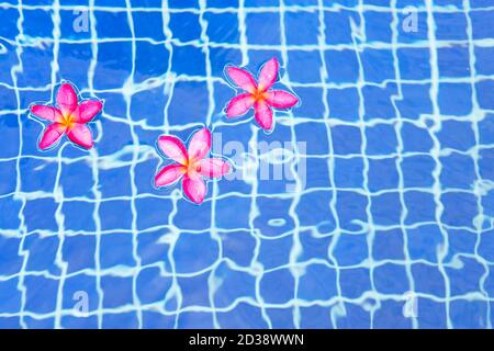 Fiori di Frangipani in piscina. Vista dall'alto Foto Stock