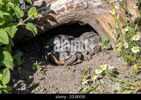 Baby Turtle Testudo marginata landturtle europea famiglia due nascosti nella grotta in legno closeup wildlife Foto Stock